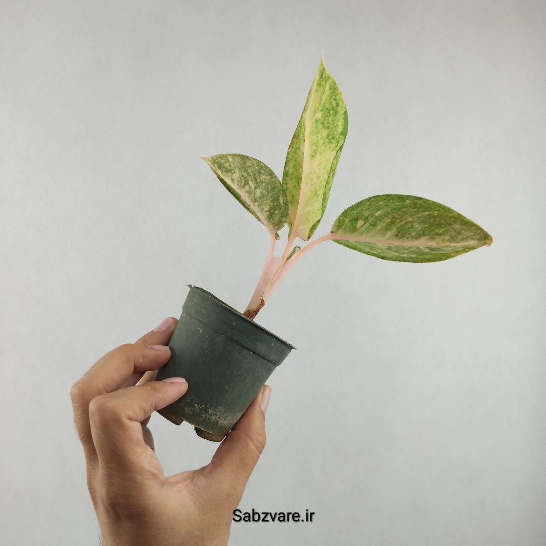 آگلونما رنگی (E25951) - Image 3