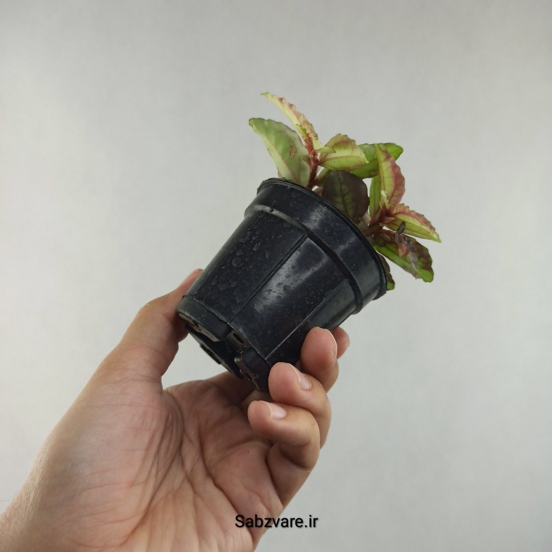 پلیونیا (F25954) - Image 3