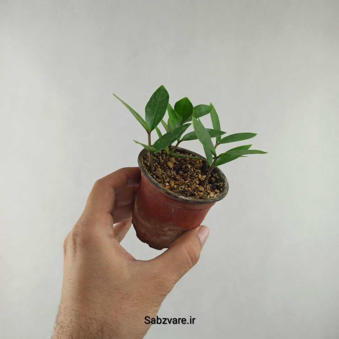 زامیفولیا سبز (چند بوته) (F25962)