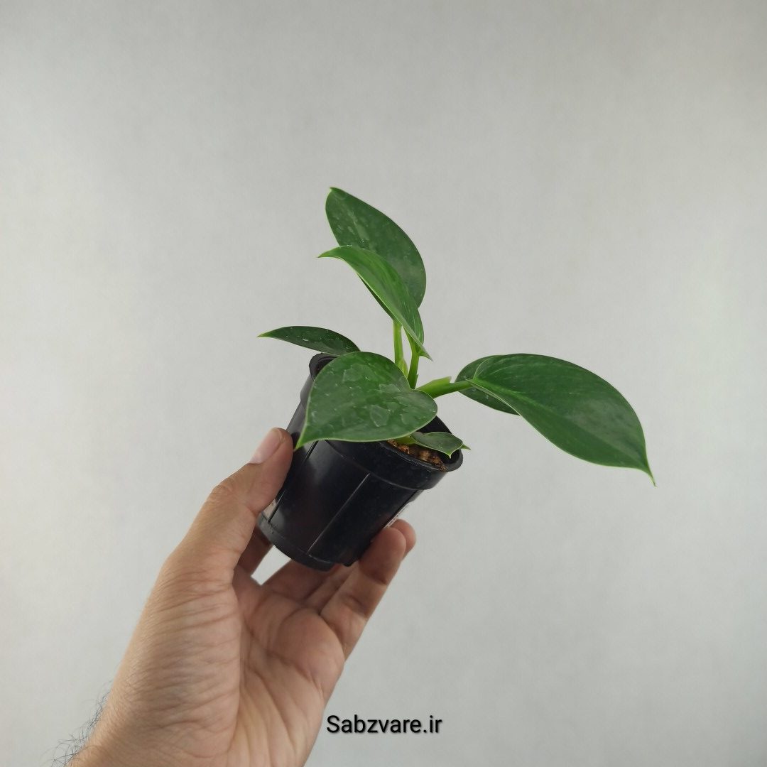 فیلودندرون برکین (F25967)