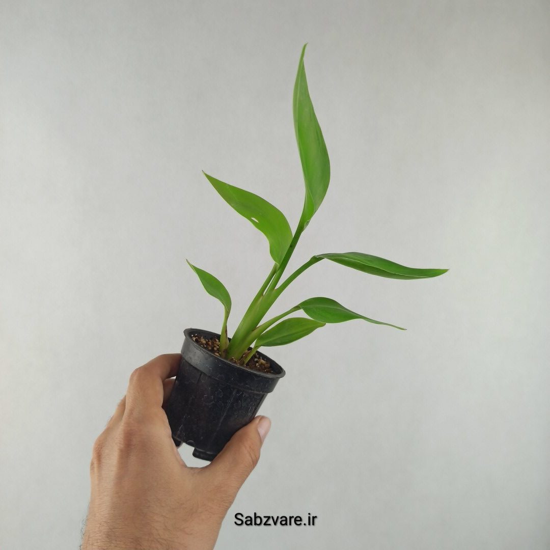 استرلیتزیا نیکولای (F25970)