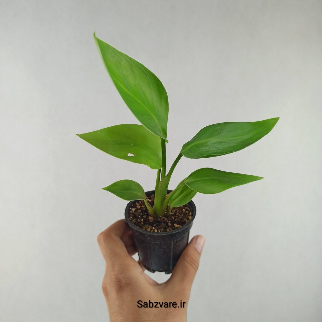 استرلیتزیا نیکولای (F25970) - Image 2