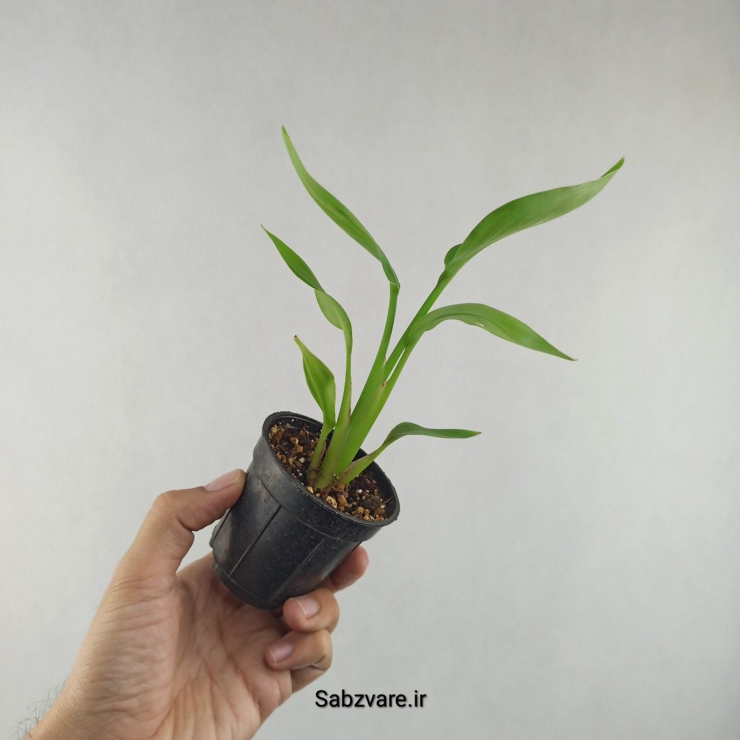 استرلیتزیا نیکولای (F25970) - Image 3
