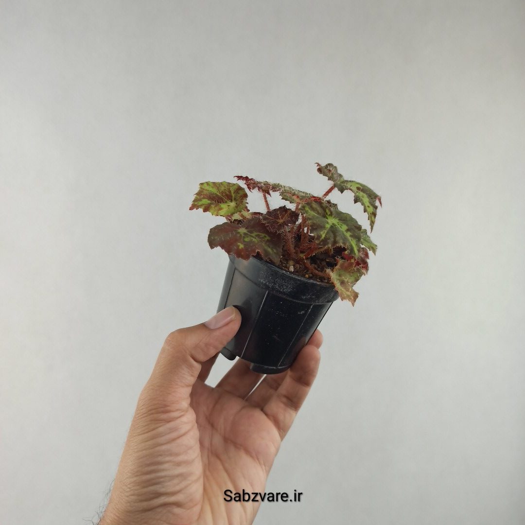 بگونیا برگ چناری (F25972)