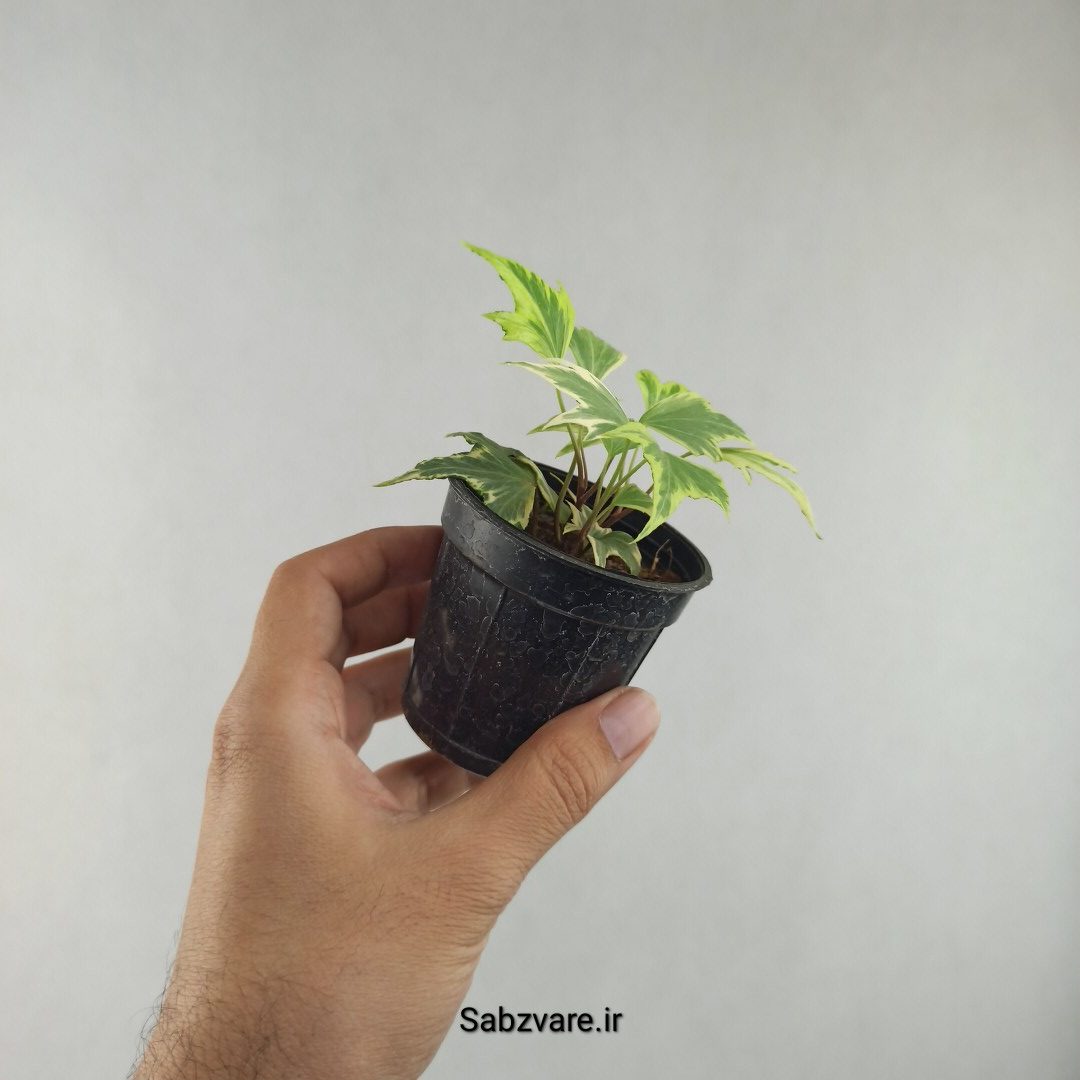 پاپیتال استارلیف ابلق (G25977)
