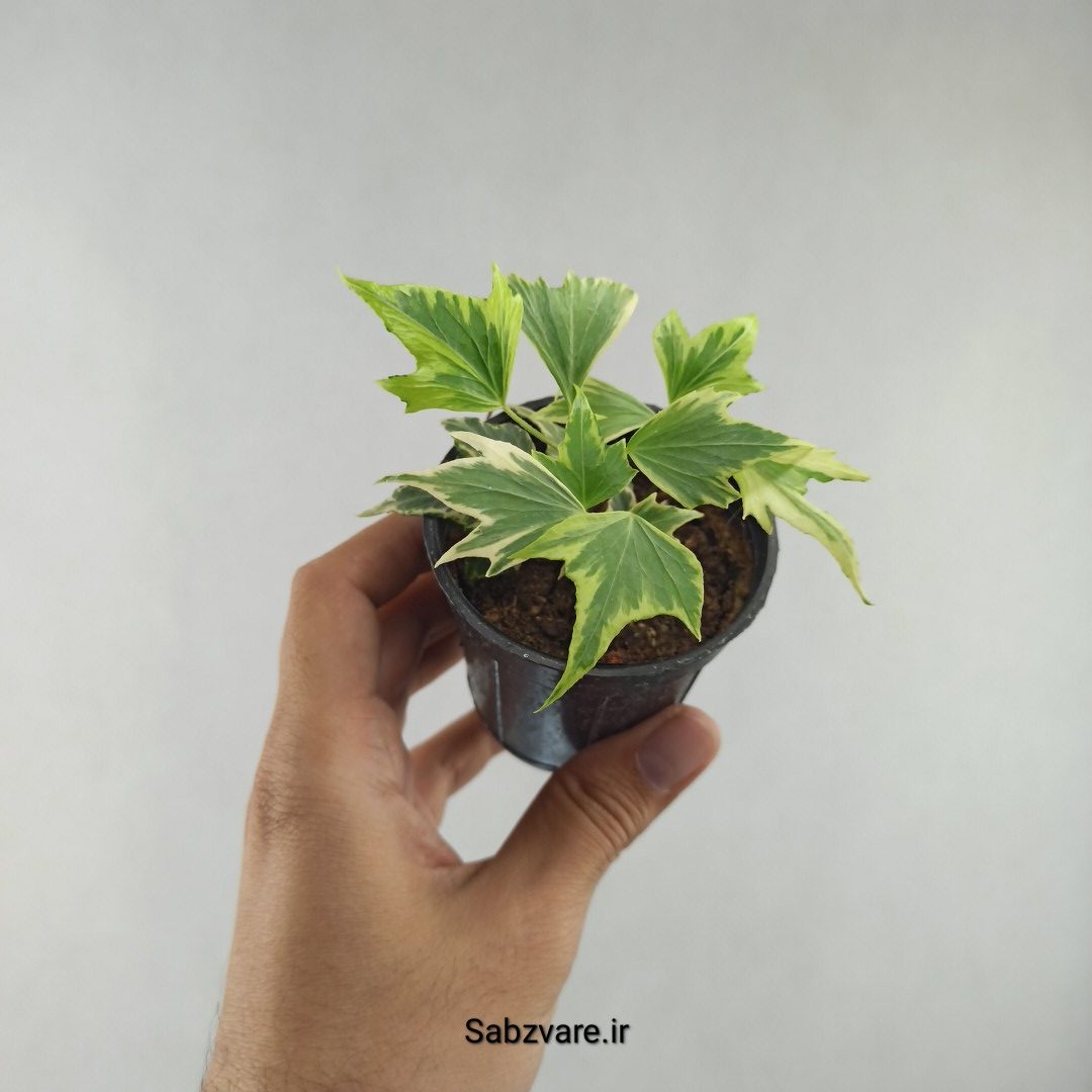 پاپیتال استارلیف ابلق (G25977) - Image 2