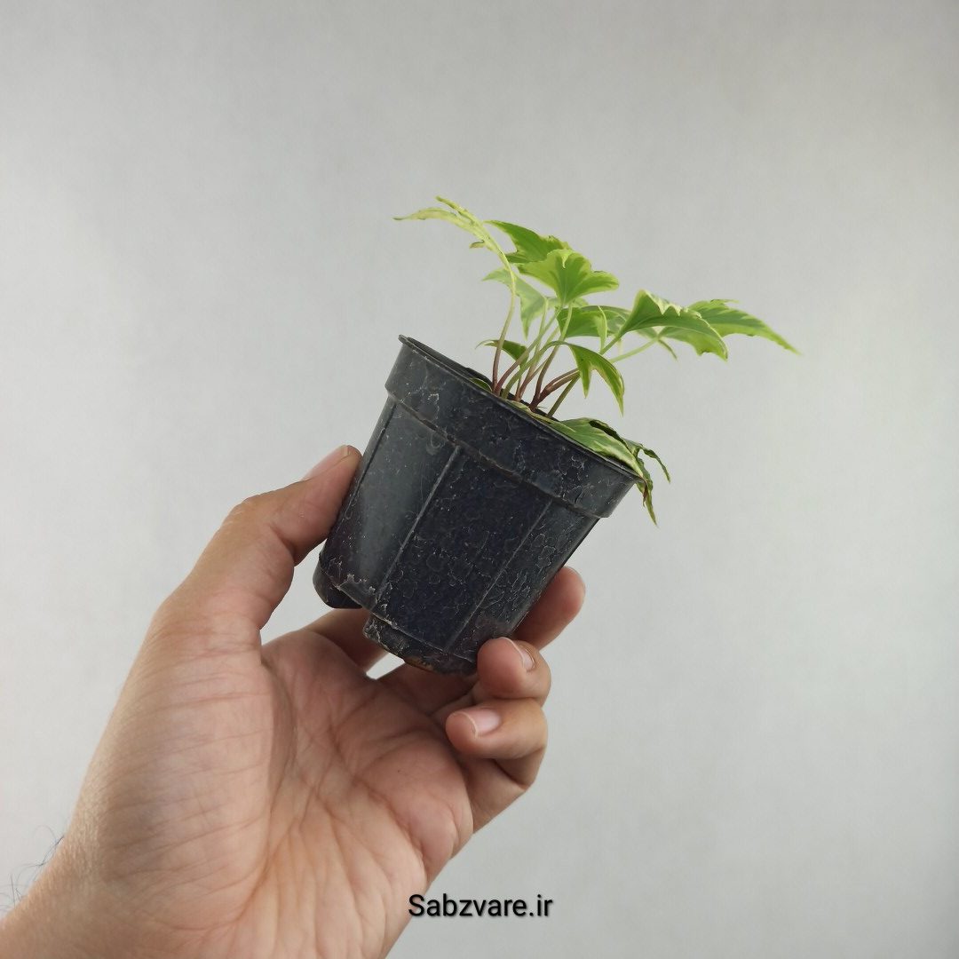 پاپیتال استارلیف ابلق (G25977) - Image 3