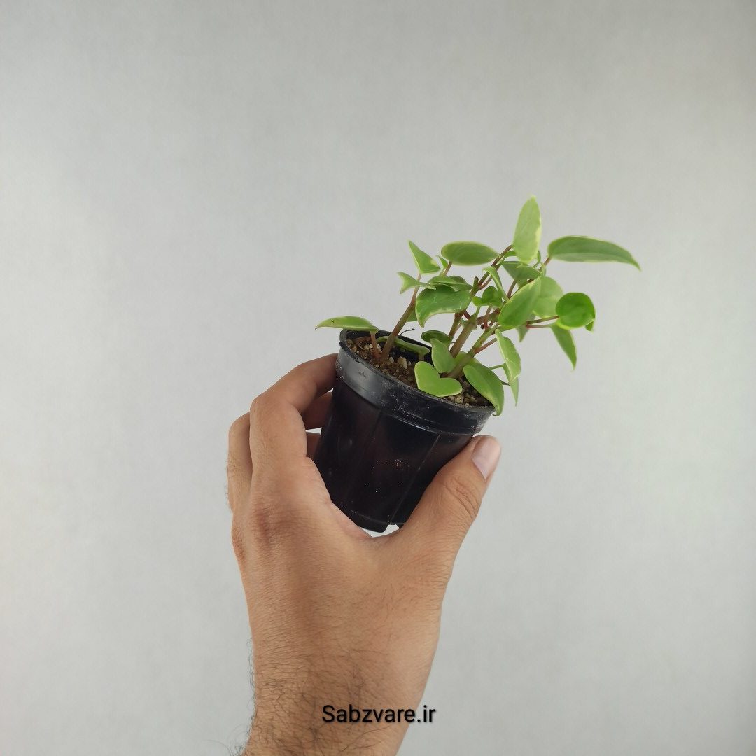 پپرومیا اسکاندنس (G25980)