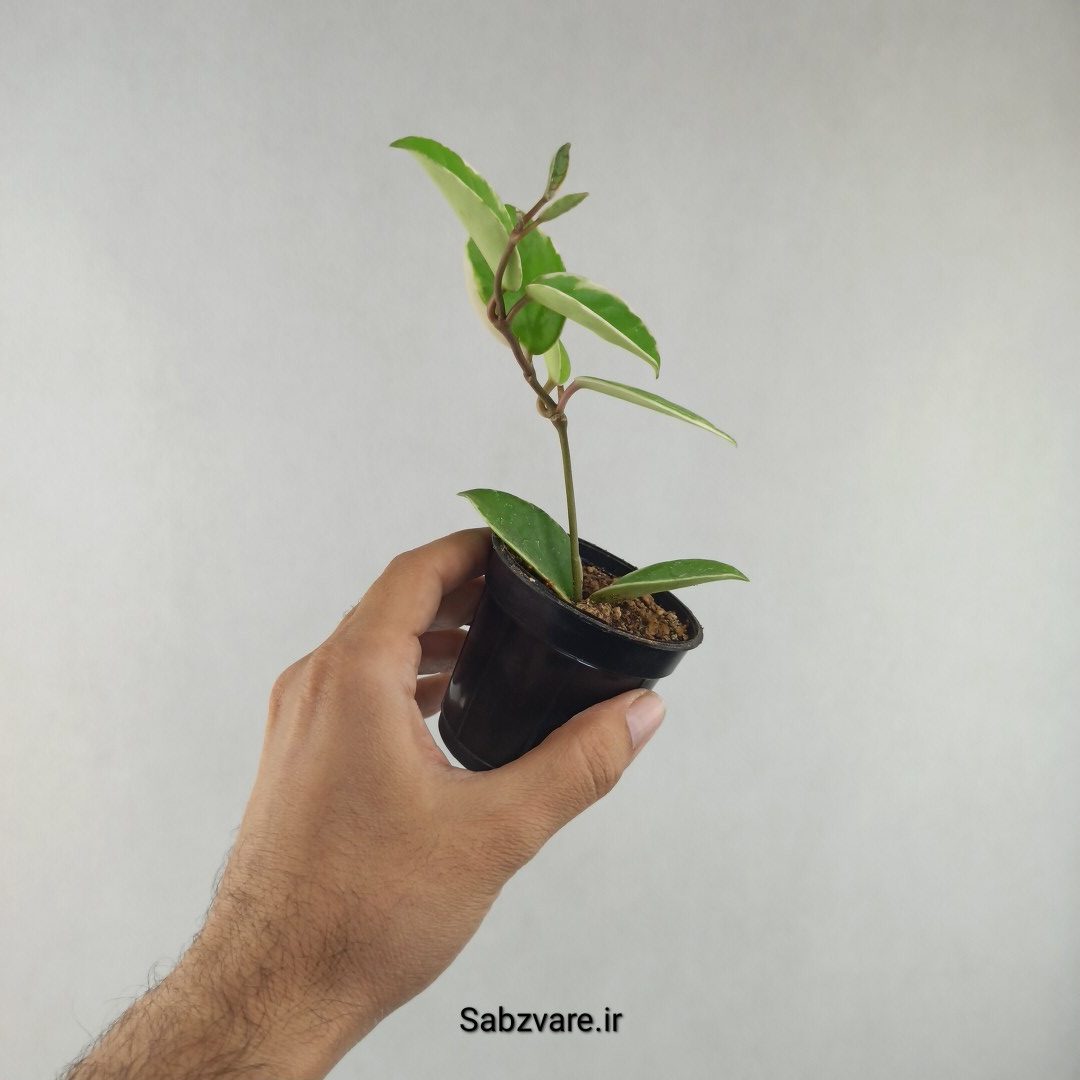 هویا کریمسون کویین (G25981)