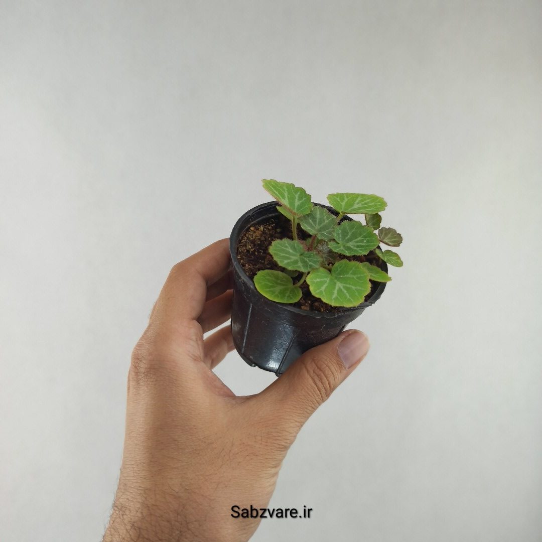ساکسی فراژ (2 بوته) (G25982)