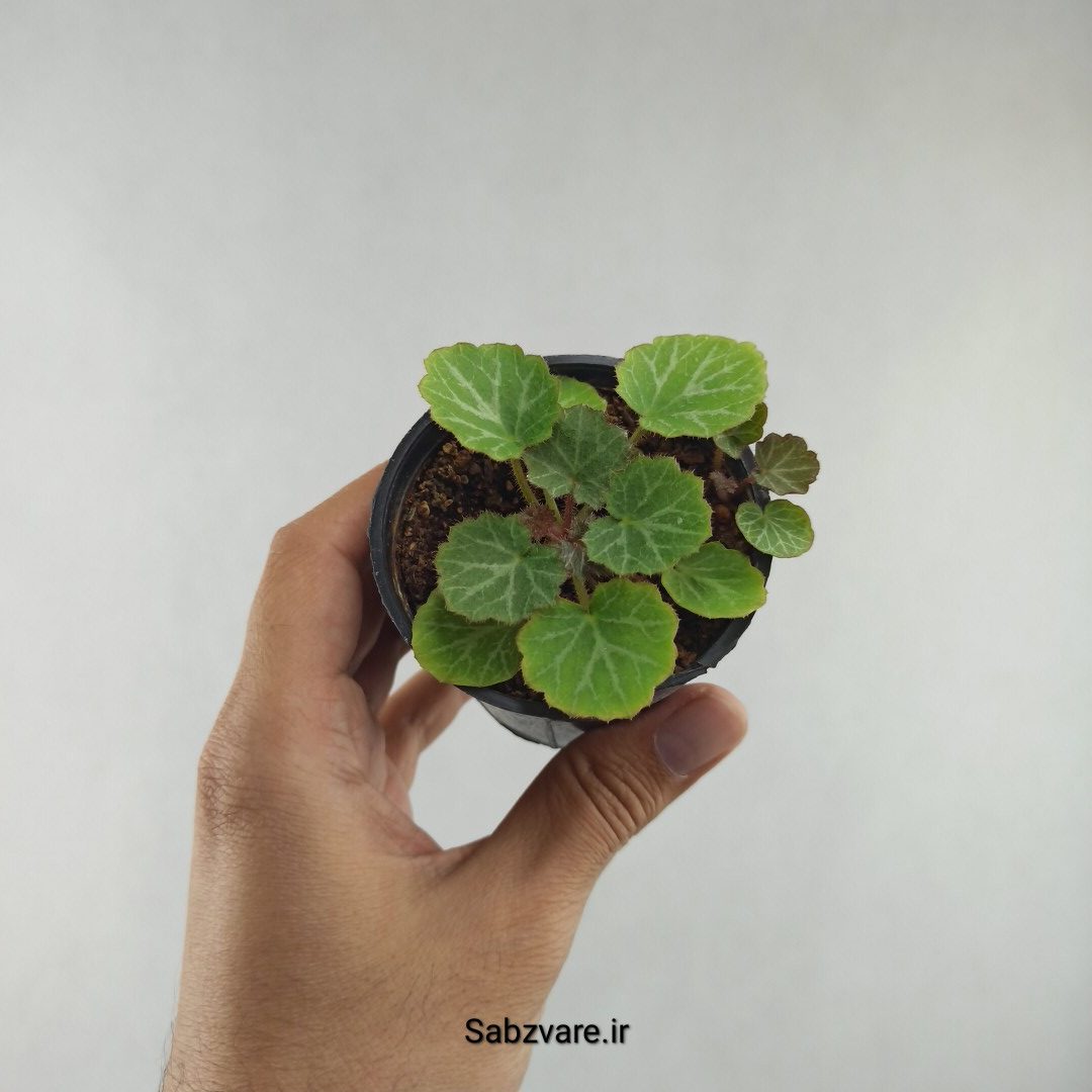 ساکسی فراژ (2 بوته) (G25982) - Image 2
