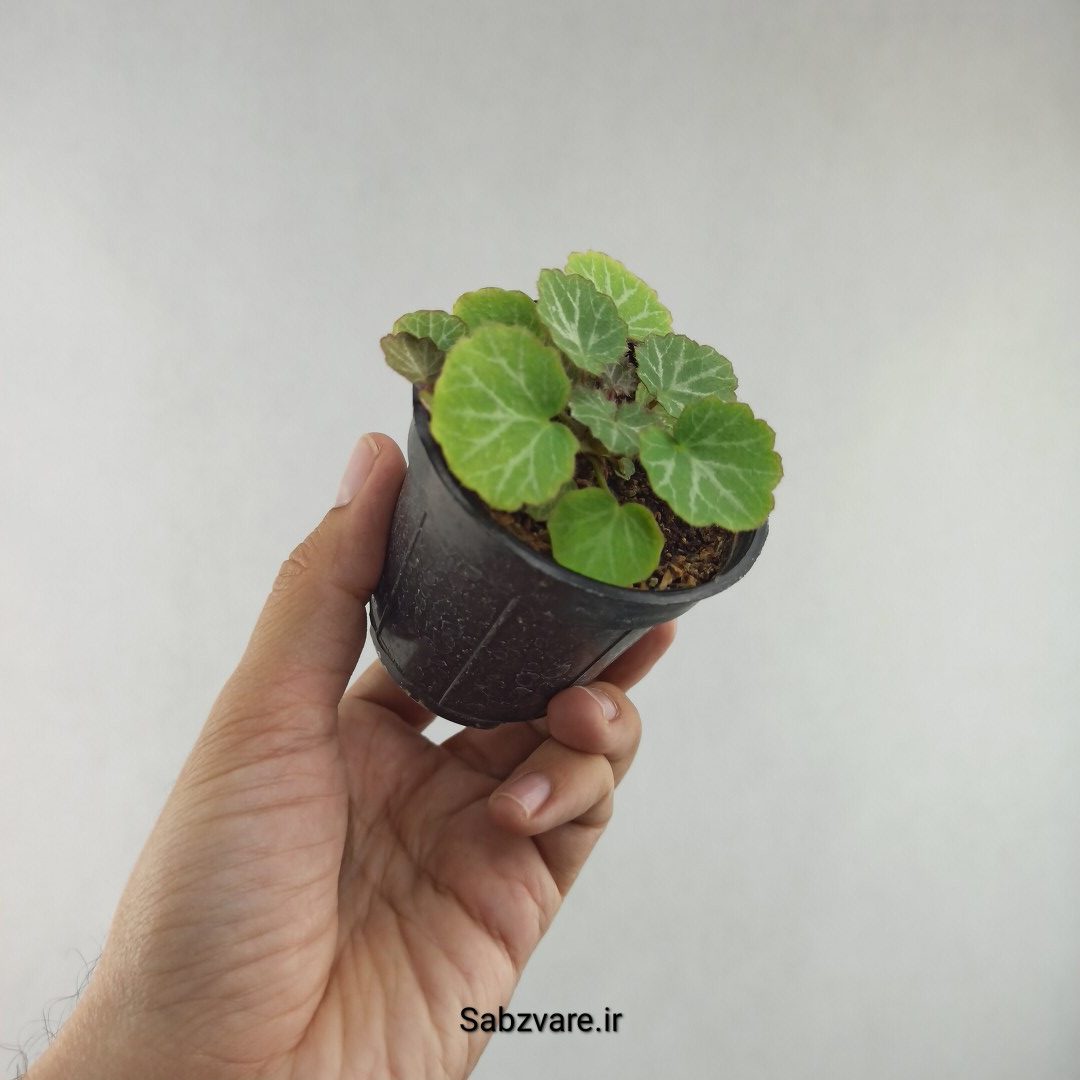 ساکسی فراژ (2 بوته) (G25982) - Image 3