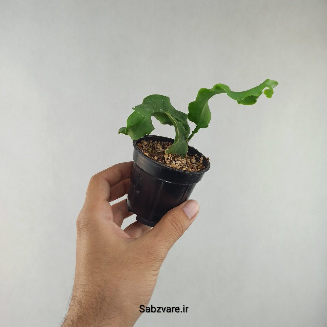 اپیفیلوم پیچ (G25983)