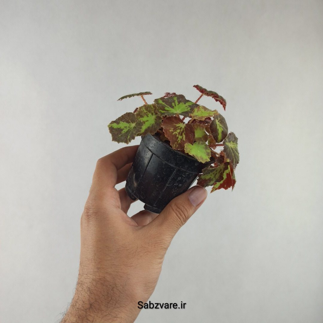 بگونیا برگ چناری (G25985)