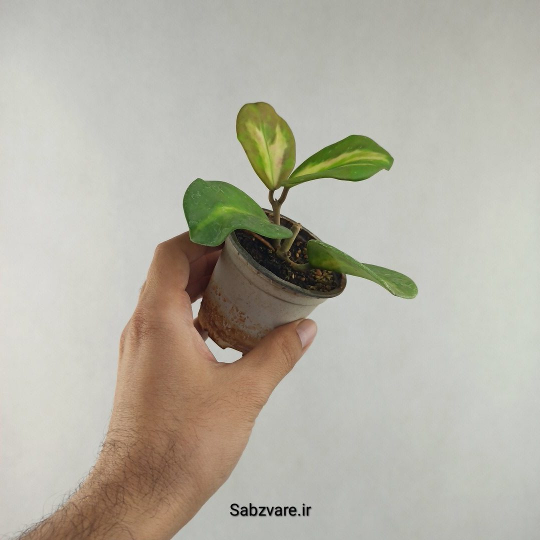 هویا آبواتا ابلق (G25994)
