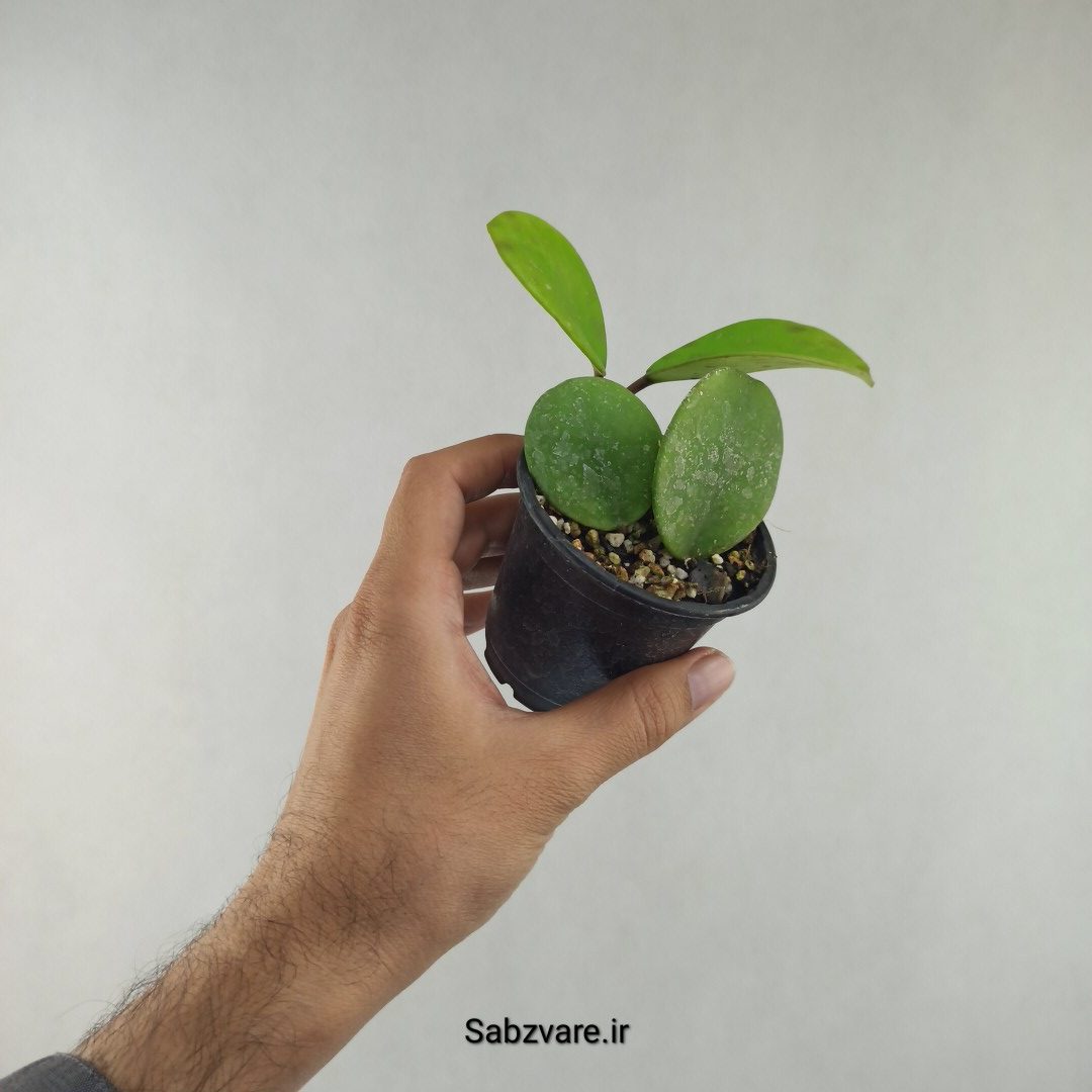 هویا آبواتا سبز (H26000)