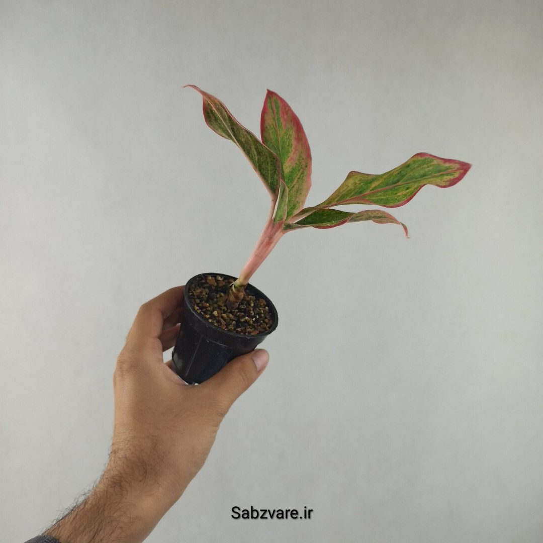 آگلونما رنگی (H26001)