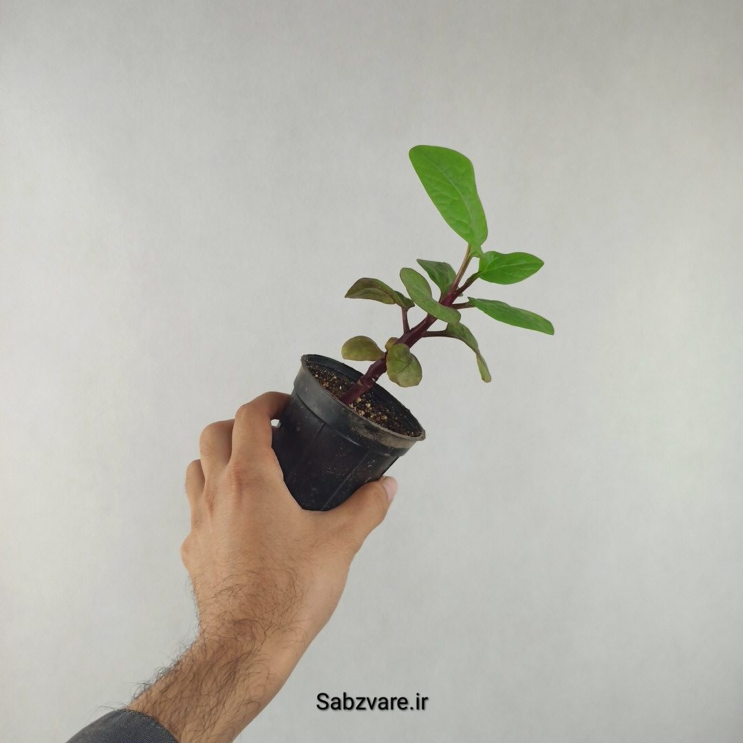 اسفناج رونده مالابار (لوبیای سحر آمیز) (H26005)