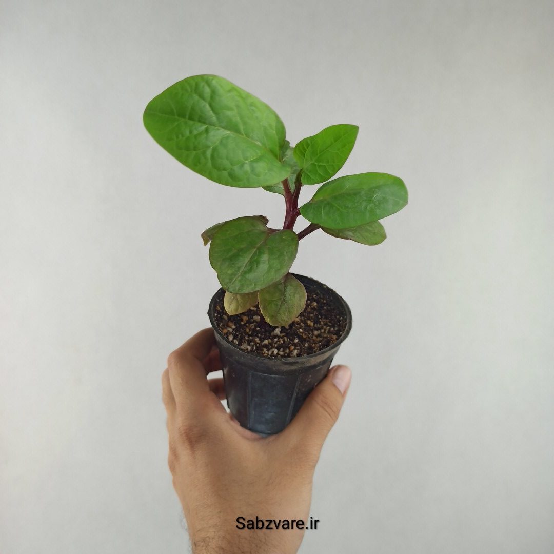 اسفناج رونده مالابار (لوبیای سحر آمیز) (H26005) - Image 2