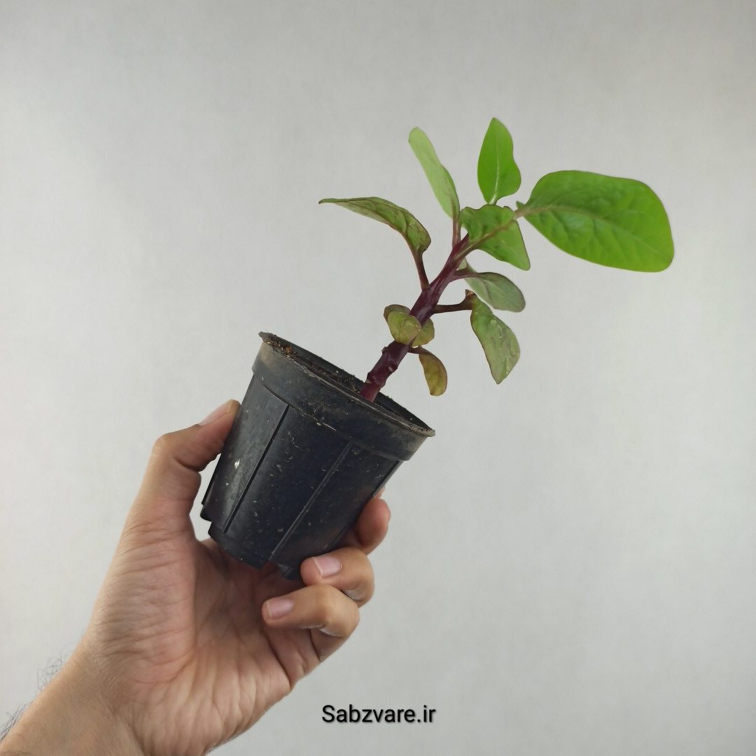 اسفناج رونده مالابار (لوبیای سحر آمیز) (H26005) - Image 3