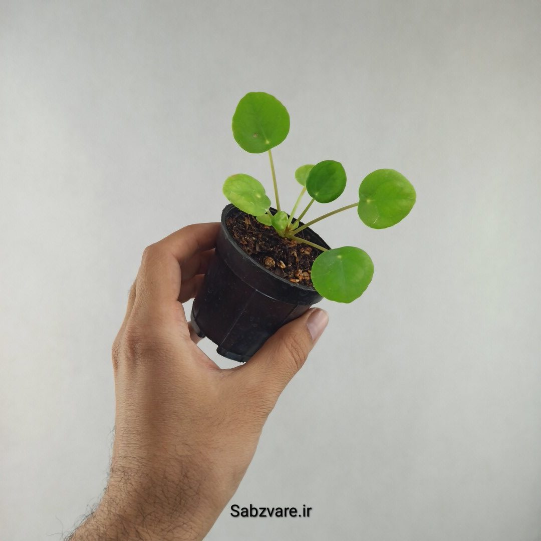 سکه چینی (H26007)
