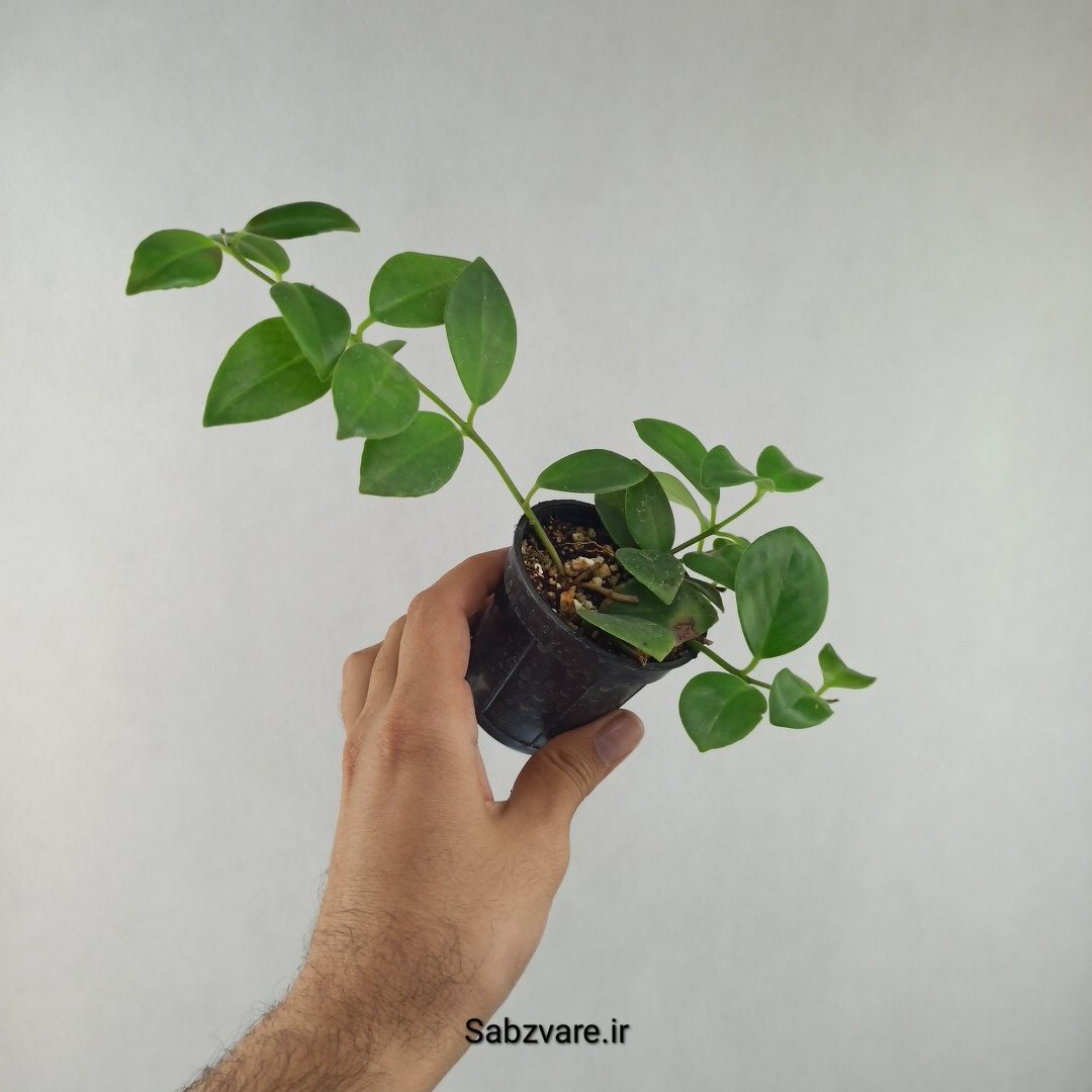 آشیانتوس رژ لبی سبز (H26010)