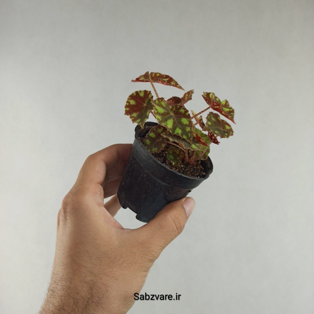 بگونیا ببری (H26015)