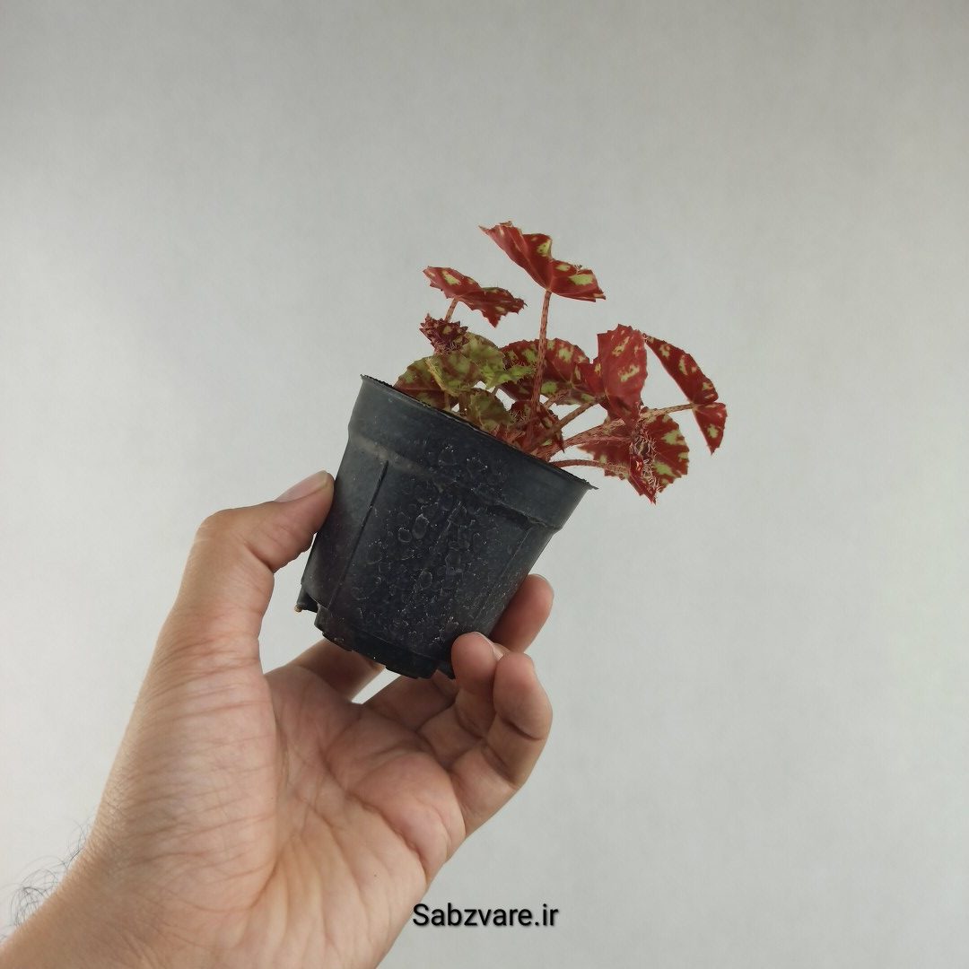 بگونیا ببری (H26015) - Image 3