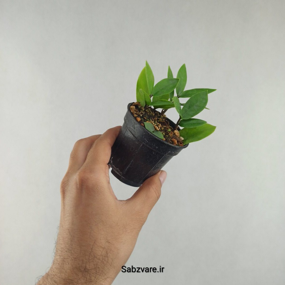 زامیفولیا سبز (چند بوته) (J26043)
