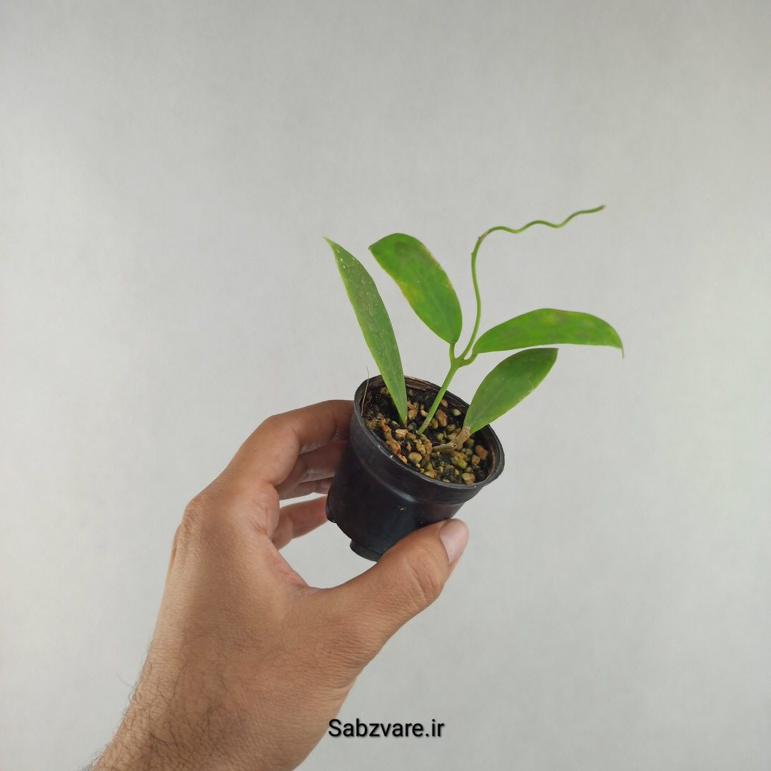 هویا میندورنسیس (J26048)