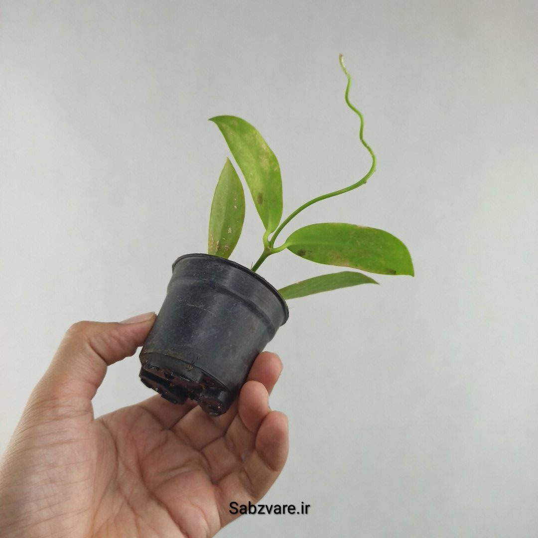 هویا میندورنسیس (J26048) - Image 3