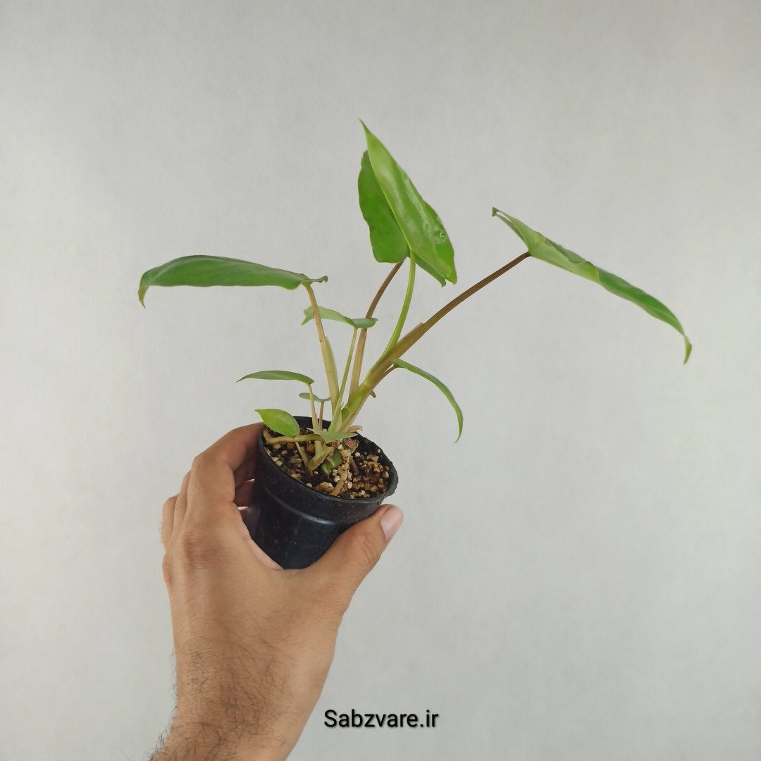 فیلودندرون برل مارکس (با پاجوش) (J26049)