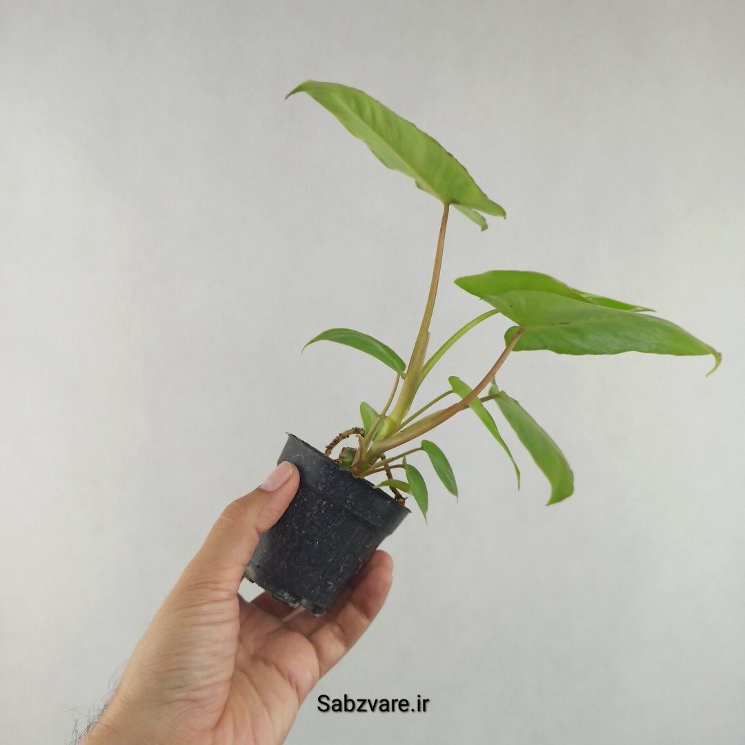 فیلودندرون برل مارکس (با پاجوش) (J26049) - Image 3
