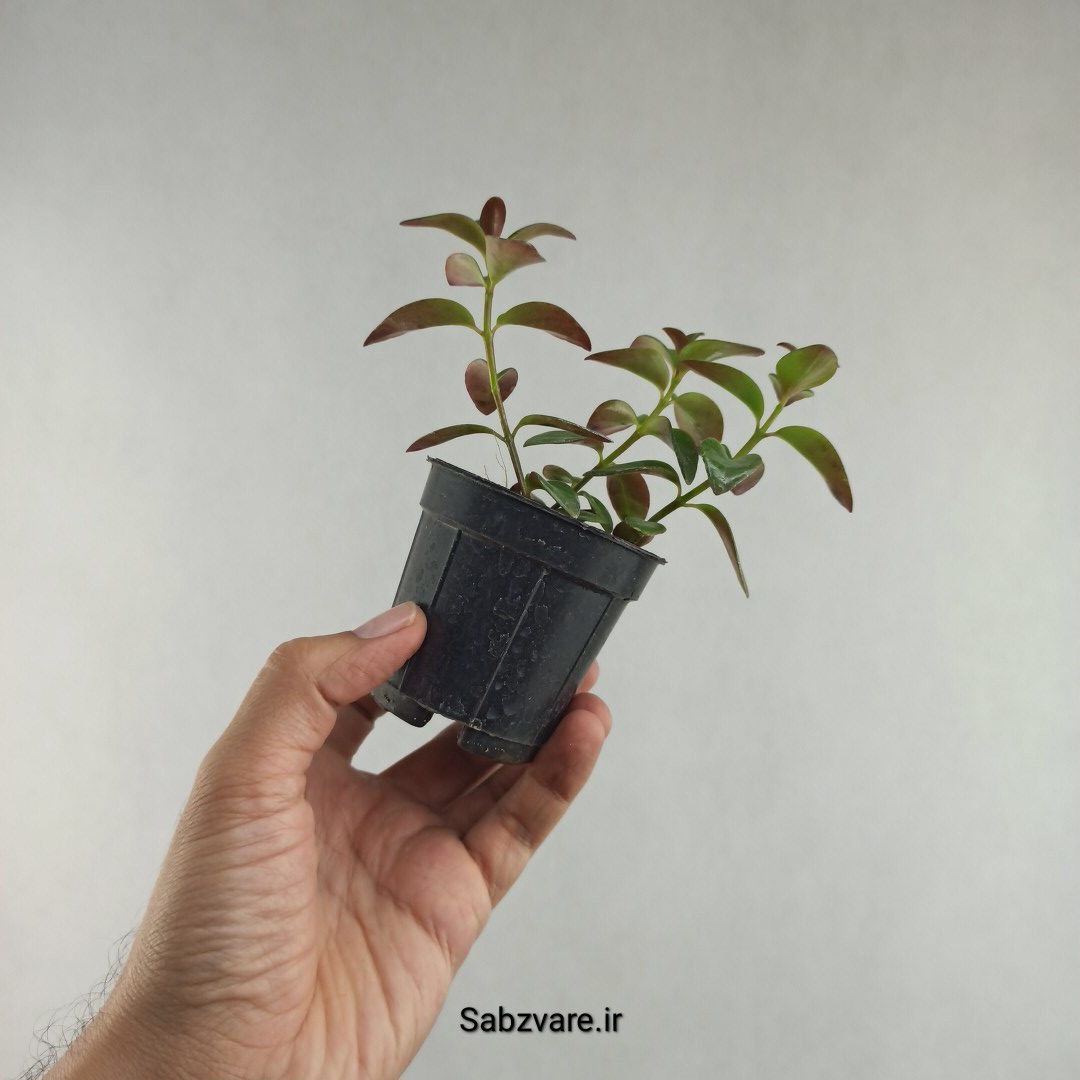نماتانتوس یا گلدفیش (K26073) - Image 3