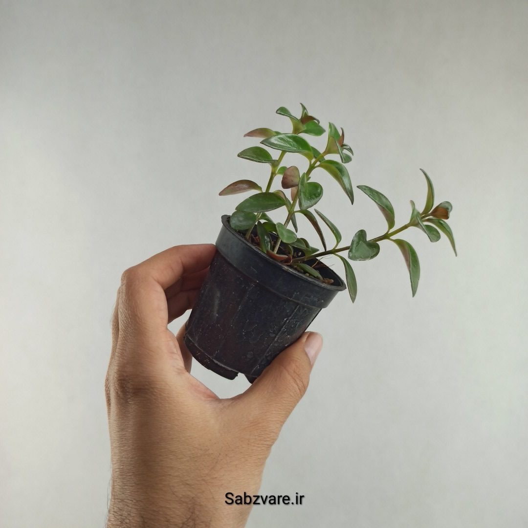 نماتانتوس یا گلدفیش (K26073) - Image 2