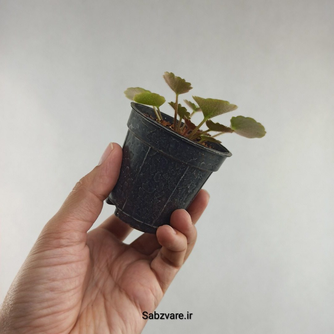 ساکسی فراژ (K26069)