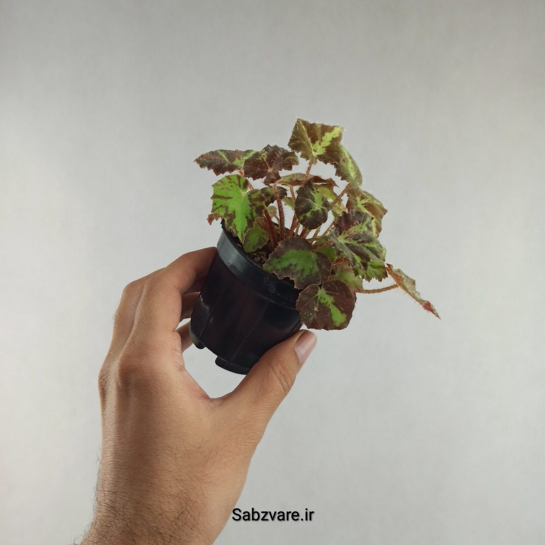 بگونیا برگ چناری (K26067) - Image 3