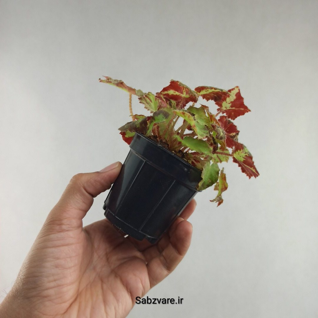بگونیا برگ چناری (K26067)