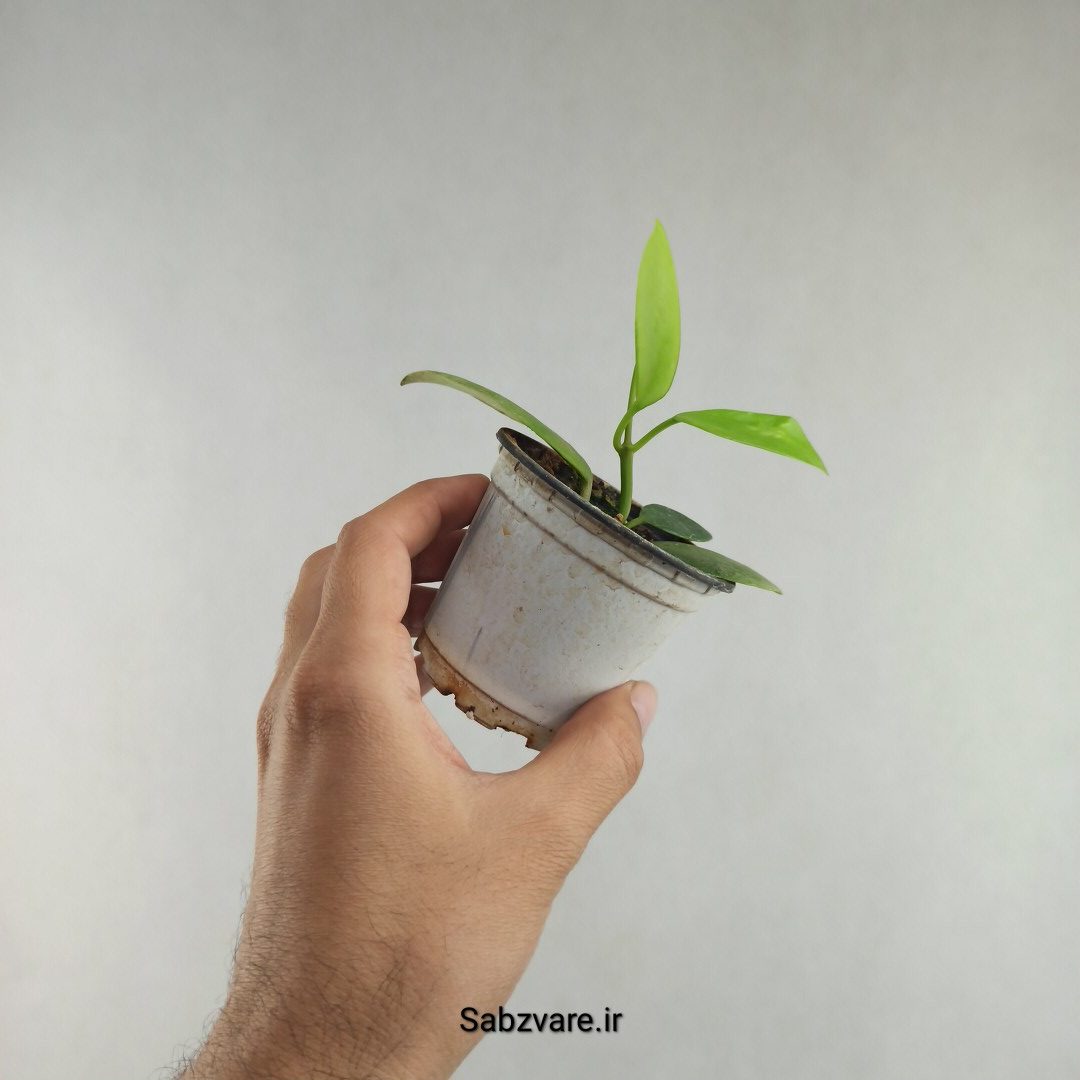 هویا دیپترا (K26066) - Image 3
