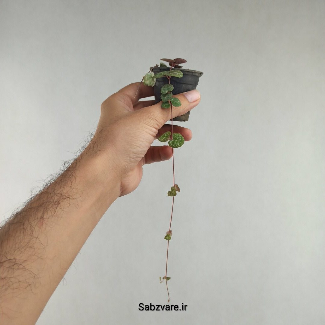 سروپژیا سبز (K26064) - Image 3