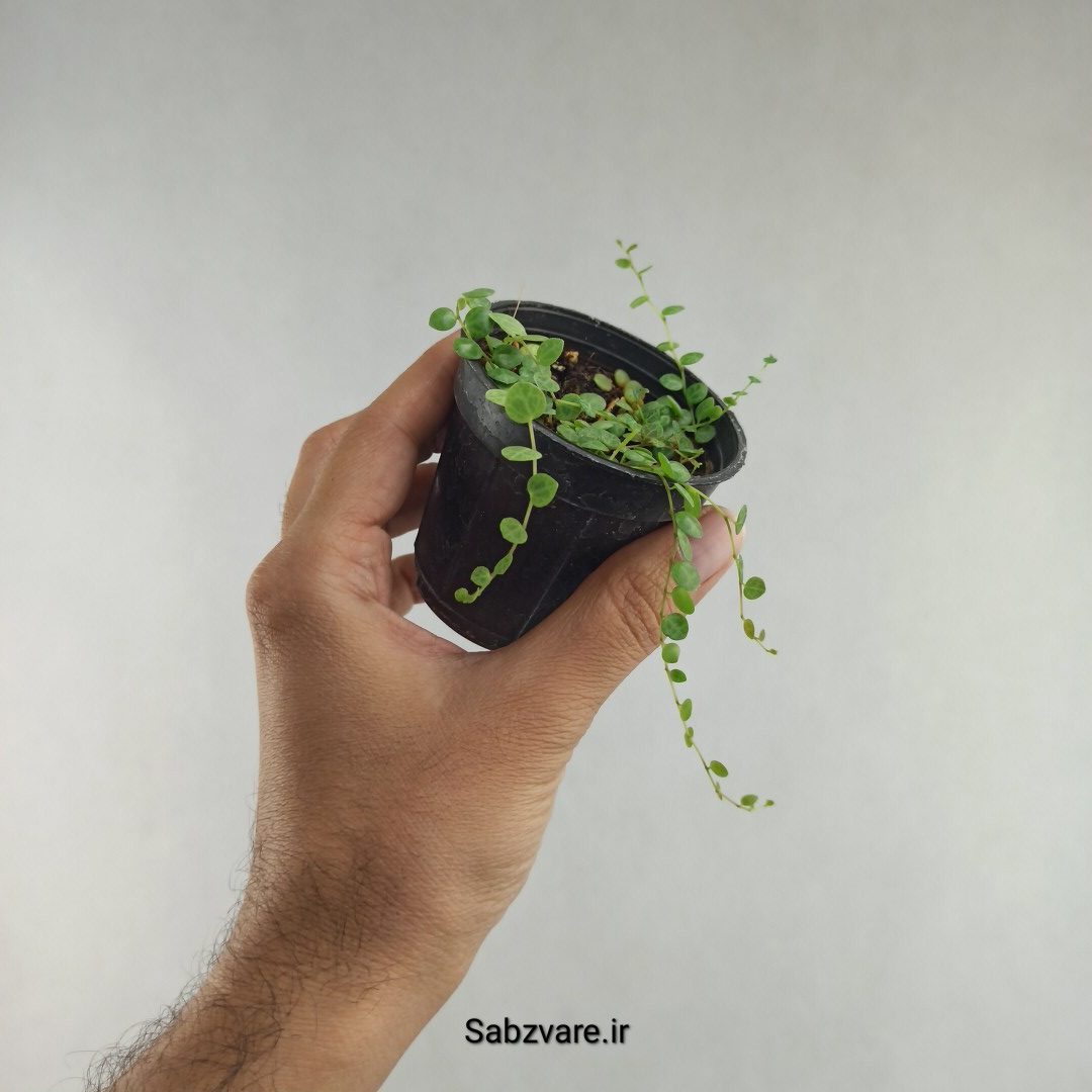 پپرومیا پروستراتا (زنجیر لاک پشتی) (K26063) - Image 3