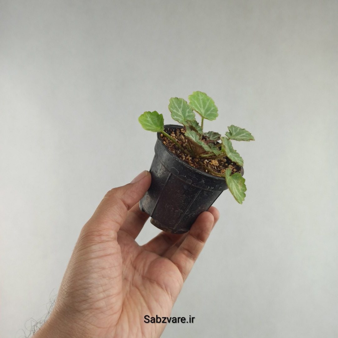 ساکسی فراژ (K26059) - Image 3