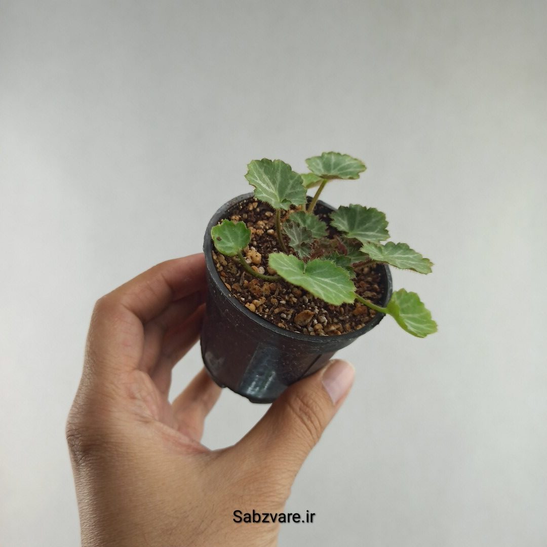 ساکسی فراژ (K26059)
