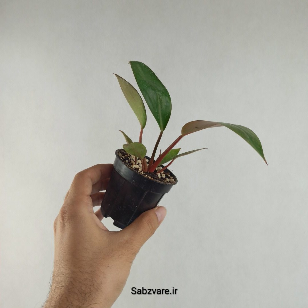 فیلودندرون رد بیوتی (K26076)
