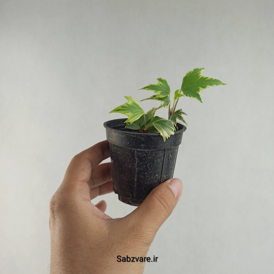 پاپیتال استارلیف ابلق (L26080)