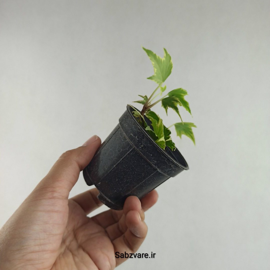 پاپیتال استارلیف ابلق (L26080) - Image 3