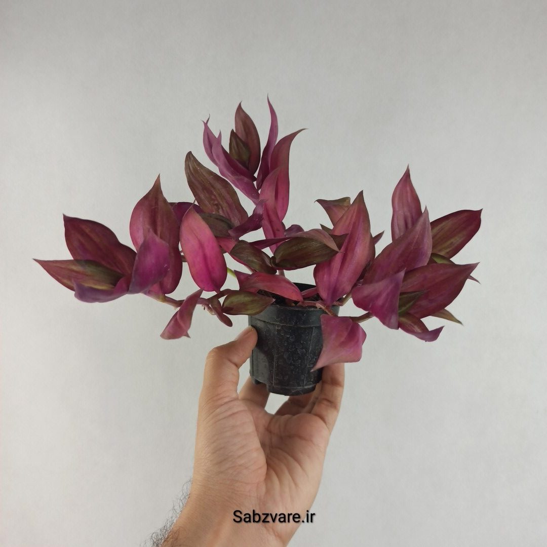 برگ بیدی پوست پیازی (L26082)