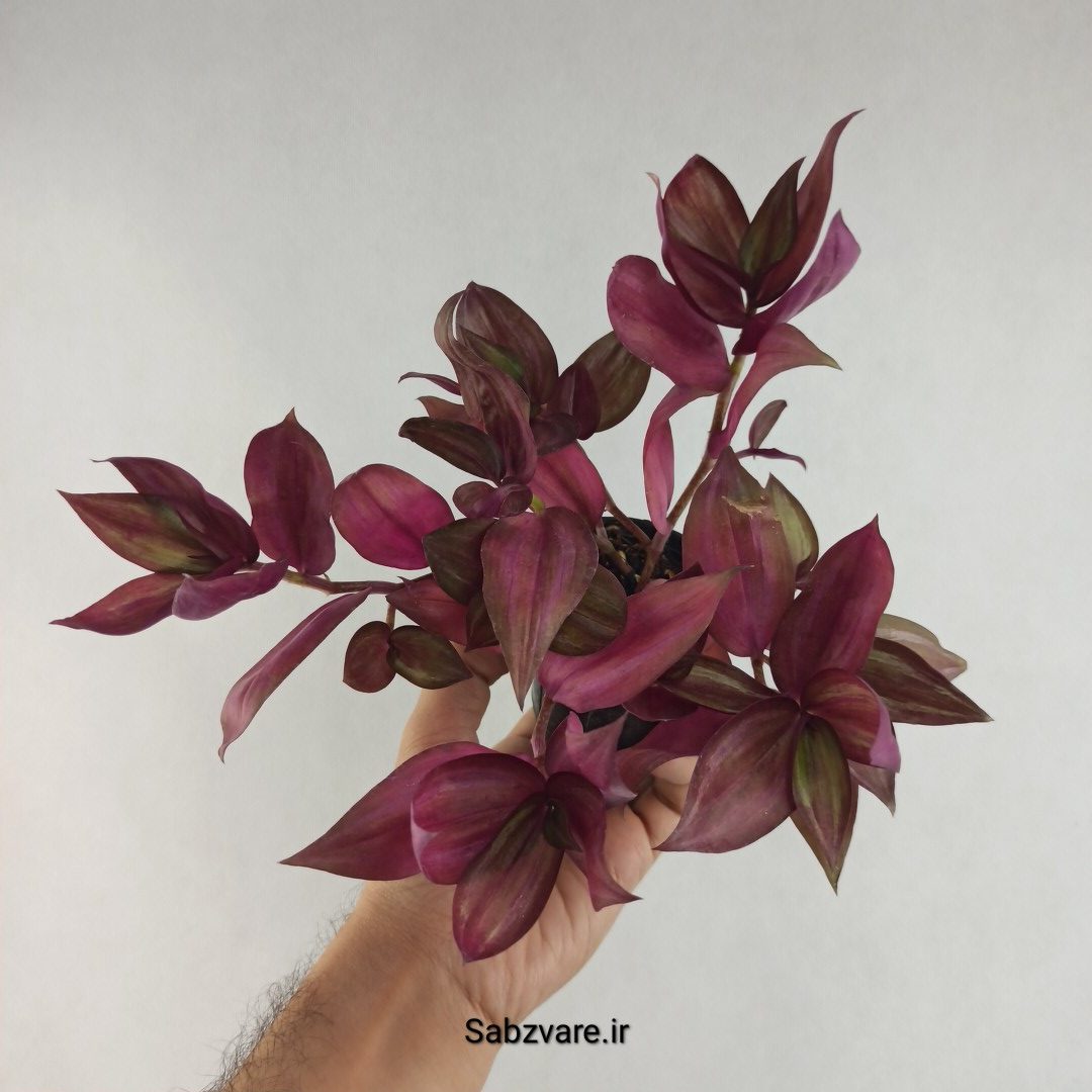 برگ بیدی پوست پیازی (L26082) - Image 2