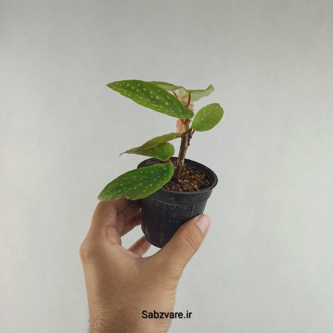 بگونیا آلبوپیکتا (L26083)