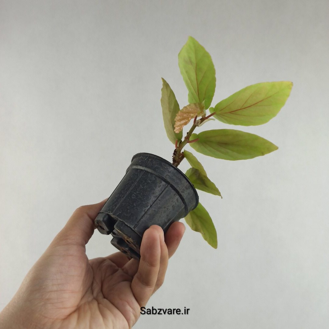 بگونیا آلبوپیکتا (L26083) - Image 3